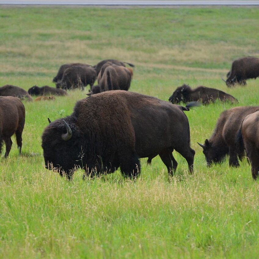 Herd of buffalo grazing in open field in South Dakota