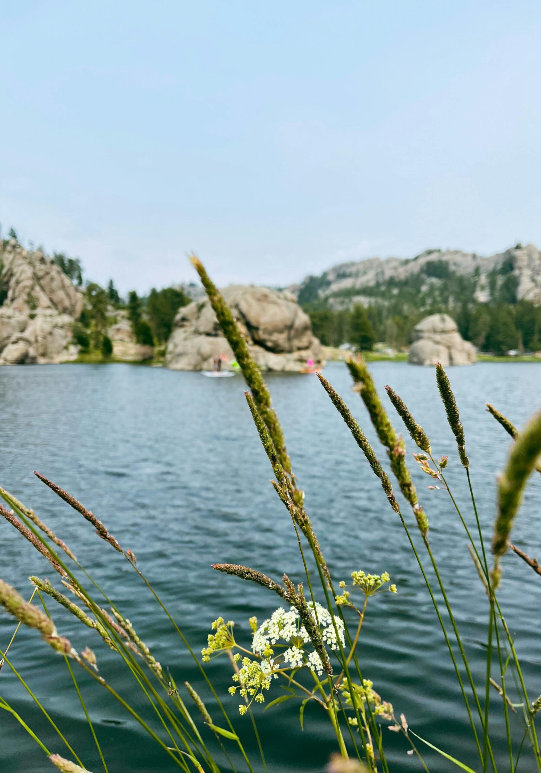 Sylvan Lake South Dakota wildflowers and grass on the shore of the lake